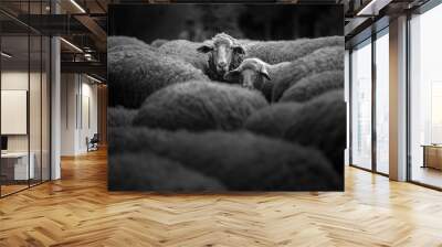 Portrait of family sheep Wall mural