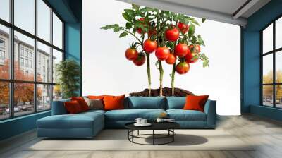 Cherry tomatoes, plants ready to be planted, gardening activity. Wall mural