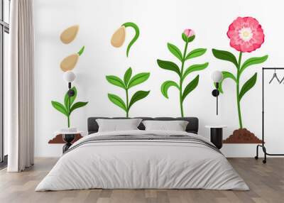 Pink flower growth process icons Wall mural