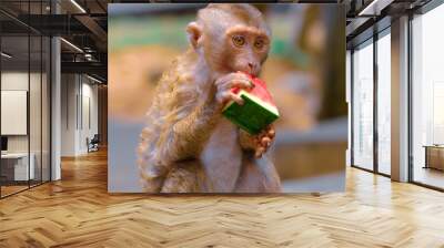 Young cute monkey eating watermelon in forest. Wall mural