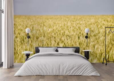 Golden wheat field in summer sunny day on blue sky background. Summer background. Wheat spike close-up view. Golden wheat ears in sunlight. Wheat sprouts on agricultural field. Organic farming. Wall mural