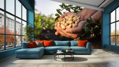 A farmer holding freshly harvested peanuts with roots in a field Wall mural