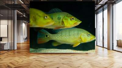 Cichla on a black background Wall mural