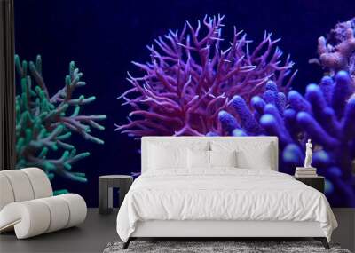 colorful sea corals and marine animals acropora Millepora Wall mural