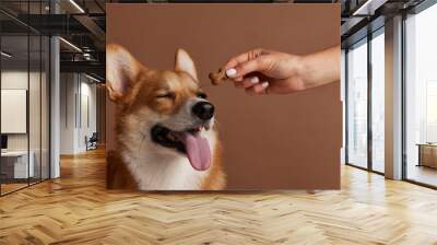 dog food in the shape of a bone close-up on a dog's tongue, happy dogs concept Wall mural