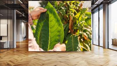 farmer holding fresh tobacco leaf against field background, harvest, tobacco product quality Wall mural