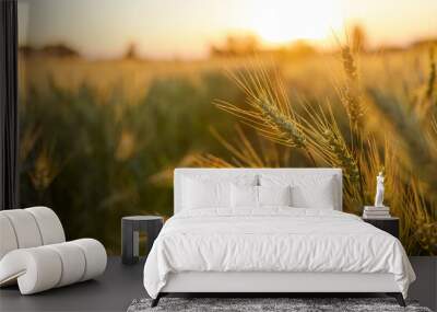 field of ripe wheat at sunrise or sunset, agro company concept Wall mural