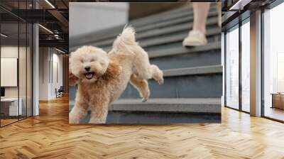 girl walking brown maltipoo dog close up, dog walking and animal care Wall mural