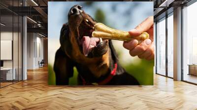 happy dachshund dog with a bone on a sunny day in the park Wall mural