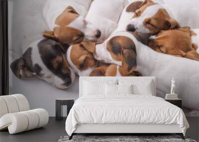 sleeping jack russell terrier puppies on isolated white background Wall mural