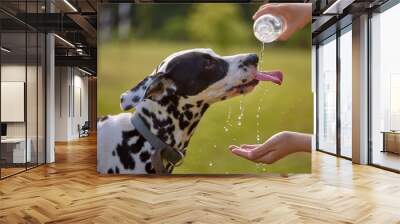 The dog drinks water from a plastic bottle. Pet owner taking care of his dalmatian on a hot sunny day, animal care concept Wall mural