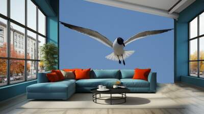 Laughing Gulls flying at Corpus Christi, Texas Wall mural