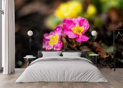 Closeup of beautiful pink primrose flowers Wall mural