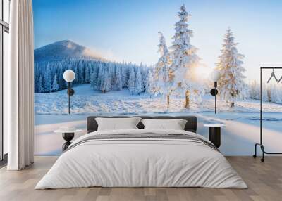 Colorful winter panorama in the Carpathian mountains. Fir trees covered fresh snow at frosty morning glowing first sunlight Wall mural