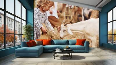 Feeding goats. Little girl in blue clothes is on the farm at summertime outdoors Wall mural