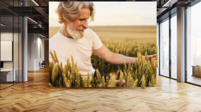 Holding harvest in hands. Senior stylish man with grey hair and beard on the agricultural field Wall mural