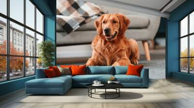 Relaxed cute Golden retriever dog is indoors in the domestic room lying down on the floor Wall mural