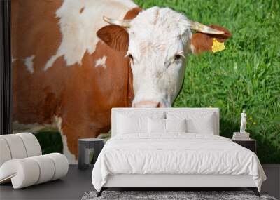 cow watching Wall mural