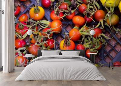 Ripe dogrose. Briar. Berry background. Wall mural