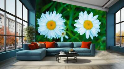 Two beautiful daisies bathe in dew Wall mural