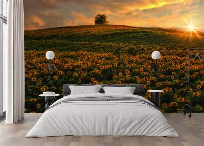 A beautiful sunflower field at sunset.  Wall mural