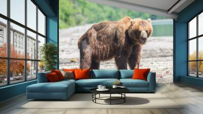 Brown bear predates on salmon, Kamchatka, Russia Wall mural