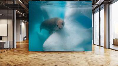 Crabeater seal and iceberg underwater Wall mural