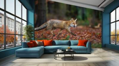 Red fox from side view in the deep forest. Walking fox on autumn wit fallen leaves. Vulpes Vulpes Wall mural