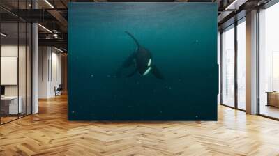 Orca underwater in Norway Wall mural