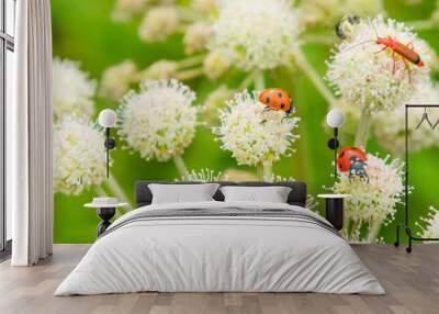 Beautiful summer panoramic background, banner with ladybugs and bugs on white wildflowers. Summer meadow with flowers and insects - macro. Wall mural