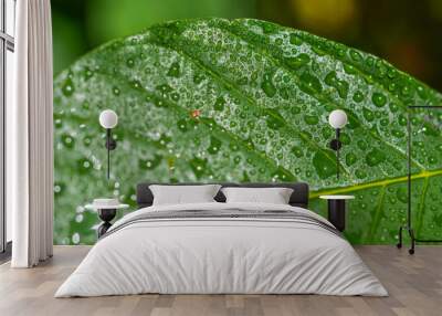 Drops of water on a green leaf, macro, fragment of a leaf of a tree Wall mural