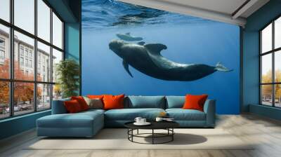 Pilot whales underwater Wall mural