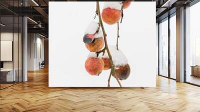 Snow Covered Apples 2 Wall mural