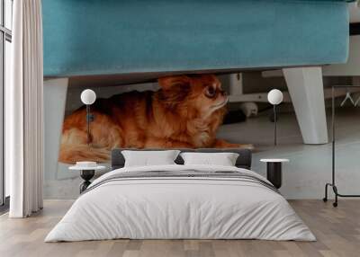 Ginger little dog chihuahua under the chair is afraid Wall mural