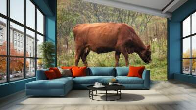 cow and calf Wall mural