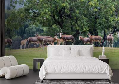 Gemsbok Wall mural