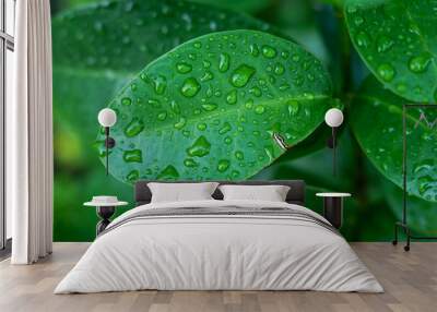 Green leaves with water drops Wall mural