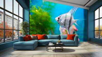 Angelfish, scalar blue fish in a home aquarium Wall mural