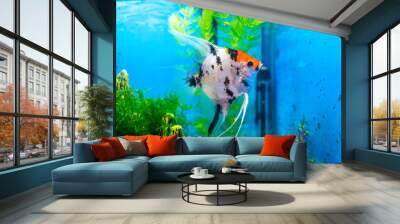 Angelfish, scalar fish in a home aquarium Wall mural