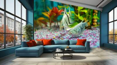 Opaline gourami and silver angelfish, feeding tropical fish in a home aquarium Wall mural