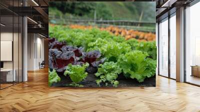 Fresh Vegetables from Urban Farm in Vibrant Rows Wall mural