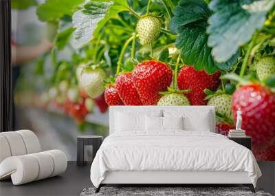 Greenhouse with hydroponic strawberries growing in a drip system. Workers inspecting fruit development, Generative AI Wall mural