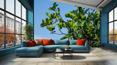 Kaffir lime tree set in blue sky Wall mural