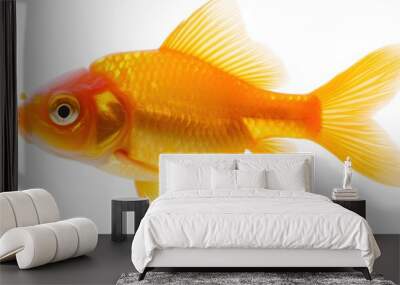 A gold fish swimming in a clear water with white background, AI Wall mural