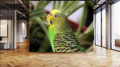 Wavy parrot close up on a background of plants Wall mural