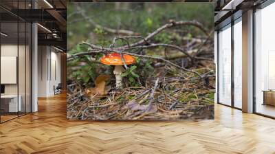 Toadstool Wall mural