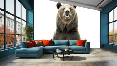 Big brown bear isolated on white background Wall mural