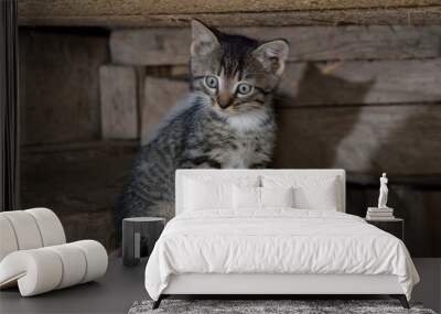 cat in front of the wall Wall mural