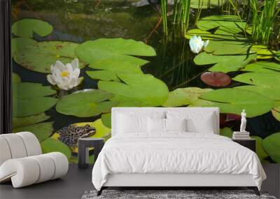 a common frog sits on a water lily leaf in a garden pond. Wall mural