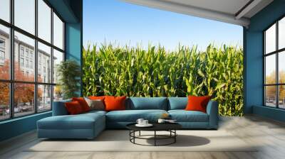 corn field in summer Wall mural